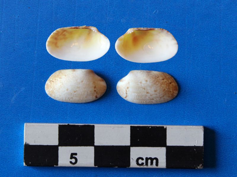 Verifica determinazioni